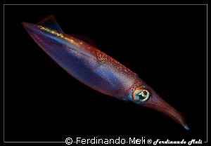 A very fast squid (Loligo vulgaris) in the night. by Ferdinando Meli 